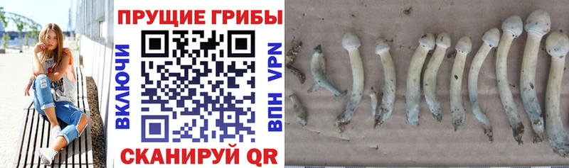 Галлюциногенные грибы Psilocybe  Новомосковск 